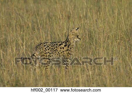 Serval Cat Standing In Tall Grasses View Large Photo Image Stock Photo - Serval Cat Standing In Tall Grasses. Fotosearch