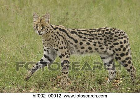 Serval Cat Walking In Grass Masai Mara Kenya View Large Photo Image Stock Image - Serval Cat Walking In Grass Masai Mara Kenya. Fotosearch
