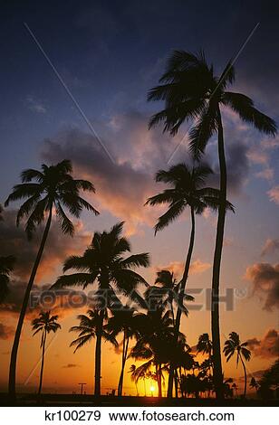 Stock Photo - Silhouetted Tropical Palm Trees Sunset Hawaii . Fotosearch