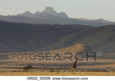 Single Reticulated Giraffe In Plains Early Am With Mt. Kenya In Background View Large Photo Image Stock Photo - Single Reticulated Giraffe In Plains Early Am With Mt. Kenya In Background. Fotosearch