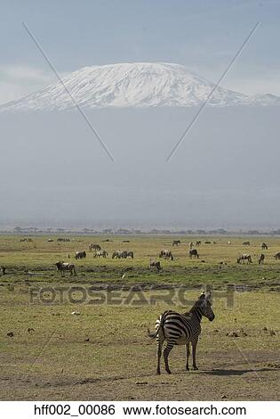 Single Zebra Standing In Plains With Mt. Kilimanjaro And Other Animals In Background View Large Photo Image Stock Photograph - Single Zebra Standing In Plains With Mt. Kilimanjaro And Other Animals In Background. Fotosearch