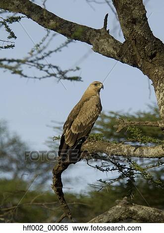 Tawny Eagle Perched In Tree View Large Photo Image Stock Photography - Tawny Eagle Perched In Tree. Fotosearch