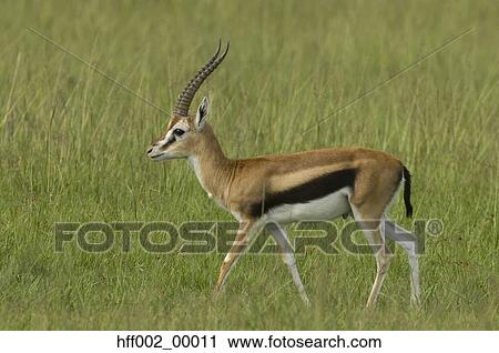 Stock Image - Thomson'S Gazelle Buck Marking Territory. Fotosearch