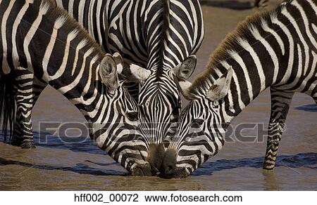 Three Burchell'S Zebras In Waterhole, Drinking View Large Photo Image Stock Image - Three Burchell'S Zebras In Waterhole, Drinking. Fotosearch