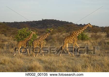 Three Reticulated Giraffes View Large Photo Image Stock Photography - Three Reticulated Giraffes. Fotosearch