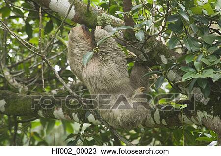 Three-Toed Sloth Female In Tree Costa Rica View Large Photo Image Stock Image - Three-Toed Sloth Female In Tree Costa Rica. Fotosearch