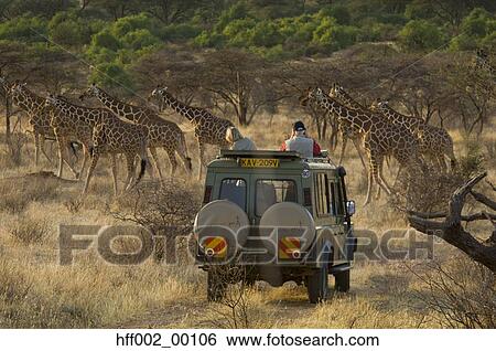 Tourists In Vehicle Stopped Watching Reticulated Giraffes View Large Photo Image Stock Photograph - Tourists In Vehicle Stopped Watching Reticulated Giraffes. Fotosearch