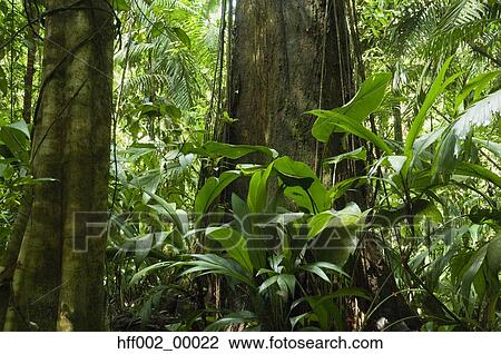 Tree Trunks In Rainforest With Various Plants In Foreground Costa Rica View Large Photo Image Stock Image - Tree Trunks In Rainforest With Various Plants In Foreground Costa Rica. Fotosearch