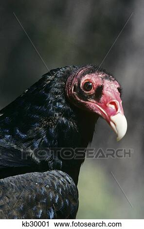 Turkey Vulture Cathartes Aura South Canada, U. S. And Mexico At The High Desert Museum Oregon View Large Photo Image Stock Image - Turkey Vulture Cathartes Aura South Canada, U. S. And Mexico At The High Desert Museum Oregon. Fotosearch