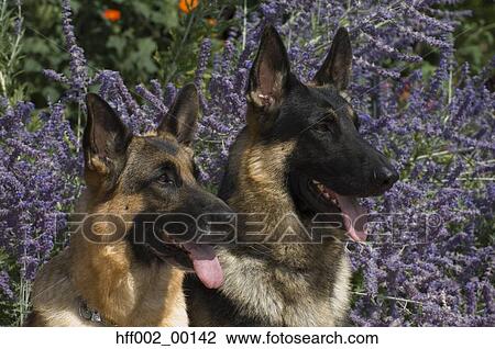 Stock Image - Two German Shepherd Dogs In Front Of Lavender Flowers. Fotosearch