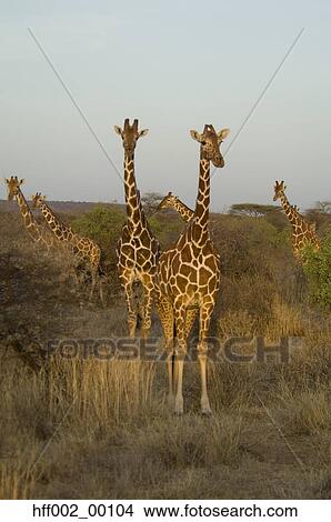 Two Reticulated Giraffes Stepped Forward From Herd Looking At Camera View Large Photo Image Picture - Two Reticulated Giraffes Stepped Forward From Herd Looking At Camera. Fotosearch