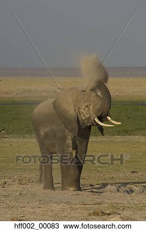 Stock Image - Wet Elephant Dusting For Protection From Insects Parasites And Sun. Fotosearch