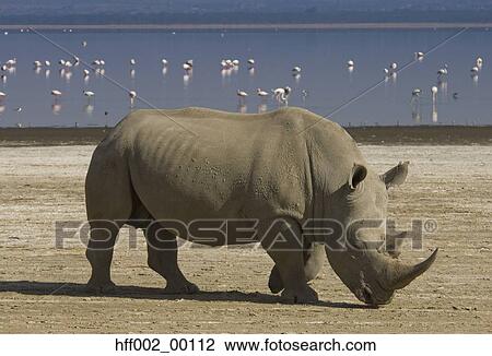 Stock Image - White Rhino By Shore Of Lake Nakuru. Fotosearch
