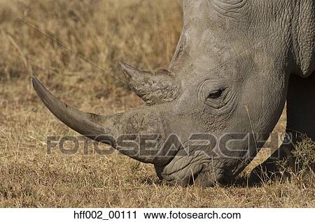 White Rhino Grazing View Large Photo Image Stock Image - White Rhino Grazing. Fotosearch