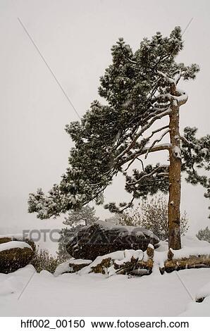 Stock Image - Winter Scenic With Pine Tree And Snow. Fotosearch