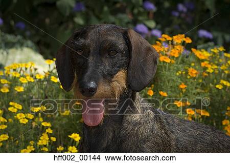 Picture - Wire-Haired Dachshund In Front Of Flowers-Head Shot. Fotosearch