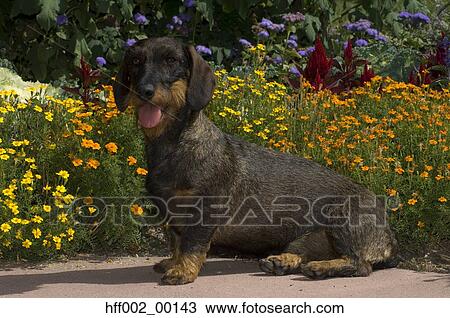 Wire-Haired Dachshund Sitting In Front Of Flowers View Large Photo Image Stock Image - Wire-Haired Dachshund Sitting In Front Of Flowers. Fotosearch