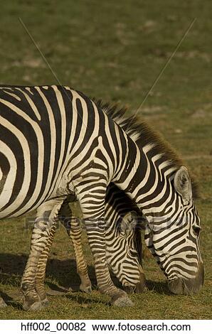 Zebra Mare And Foal Grazing View Large Photo Image Stock Image - Zebra Mare And Foal Grazing. Fotosearch
