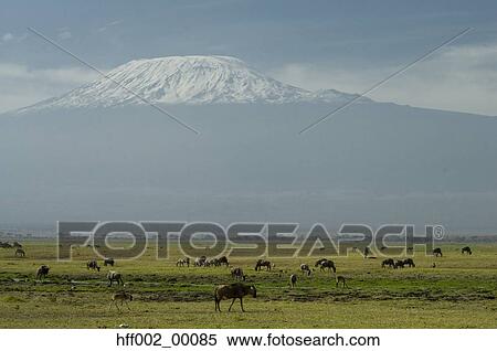 Stock Photography - Zebras And Wildebeest In Front Of Mt. Kilimanjaro. Fotosearch