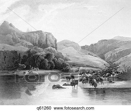 1800s 1830s HERDS OF BISON AND ELK CROSSING THE UPPER MISSOURI RIVER IN THE AMERICAN WEST View Large Photo Image Stock Image - 1800s 1830s HERDS OF BISON AND ELK CROSSING THE UPPER MISSOURI RIVER IN THE AMERICAN WEST. Fotosearch