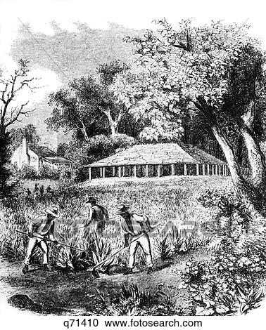 1800S Three African American Men Field Hand Slaves Tending Crop On Colonial Or Antebellum Southern Tobacco Plantation View Large Photo Image Stock Image - 1800S Three African American Men Field Hand Slaves Tending Crop On Colonial Or Antebellum Southern Tobacco Plantation . Fotosearch