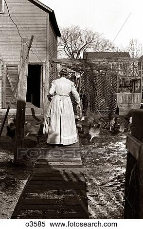 Stock Photography - 1890s 1900s 1910s TURN OF THE 20TH CENTURY BACK VIEW OF WOMAN WALKING ON BACK YARD WOODEN PLANK WALK TO FEED FARM CHICKENS. Fotosearch