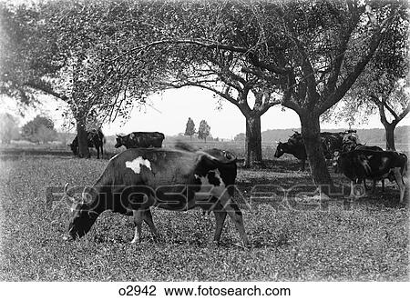 1890S 1900S Dairy Cows Grazing On Farm View Large Photo Image Stock Image - 1890S 1900S Dairy Cows Grazing On Farm. Fotosearch