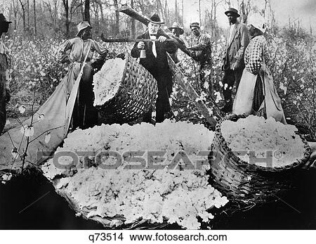 Picture - 1890S Caucasian Man Weighing Basket Of Cotton Balls African American Farm Workers Stand Around Him. Fotosearch