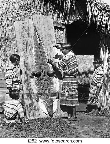 1920s 1930s SEMINOLE NATIVE AMERICAN INDIAN MAN FATHER SHOWING BOYS SONS HOW TO STRETCH AND TAN ALLIGATOR SKIN HIDE FLORIDA USA View Large Photo Image Stock Image - 1920s 1930s SEMINOLE NATIVE AMERICAN INDIAN MAN FATHER SHOWING BOYS SONS HOW TO STRETCH AND TAN ALLIGATOR SKIN HIDE FLORIDA USA. Fotosearch