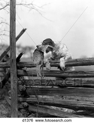 1920s ENGLISH SETTER DOG CLIMBING OVER WOODEN FENCE CARRYING DEAD BIRD PHEASANT IN MOUTH View Large Photo Image Stock Photograph - 1920s ENGLISH SETTER DOG CLIMBING OVER WOODEN FENCE CARRYING DEAD BIRD PHEASANT IN MOUTH. Fotosearch
