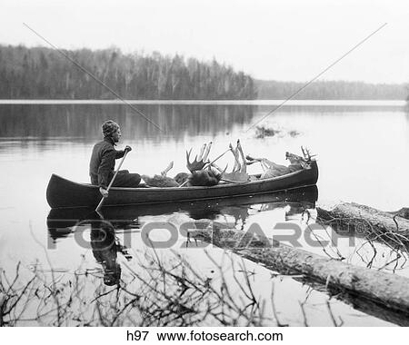 1920s MAN HUNTING GUIDE PADDLING CANOE IN LAKE CARRYING MOOSE AND DEER CARCASSES View Large Photo Image Stock Photo - 1920s MAN HUNTING GUIDE PADDLING CANOE IN LAKE CARRYING MOOSE AND DEER CARCASSES. Fotosearch