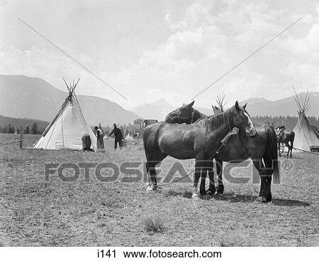1920s TWO HORSES STANDING GROOMING EACH OTHER SIDE BY SIDE IN BLACKFOOT INDIAN VILLAGE BRITISH COLUMBIA CANADA View Large Photo Image Stock Image - 1920s TWO HORSES STANDING GROOMING EACH OTHER SIDE BY SIDE IN BLACKFOOT INDIAN VILLAGE BRITISH COLUMBIA CANADA. Fotosearch
