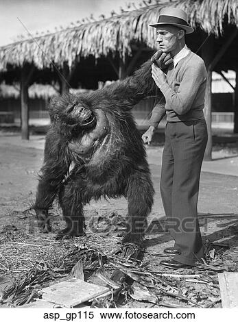 1930s 人 戦い 投げるパンチ で 人 中に ゴリラ 猿 スーツ ストックフォト 写真素材 Asp Gp115 Fotosearch