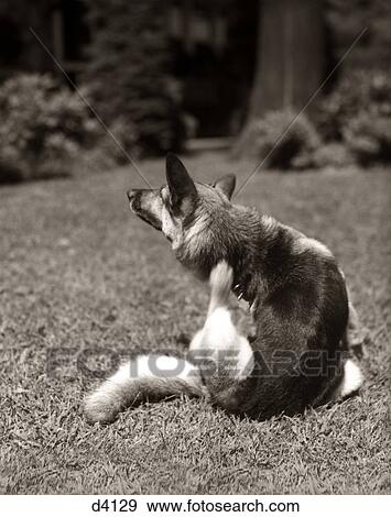 1930s GERMAN SHEPHERD DOG SITTING OUTDOOR SCRATCHING FUR WITH HIND FOOT View Large Photo Image Stock Photo - 1930s GERMAN SHEPHERD DOG SITTING OUTDOOR SCRATCHING FUR WITH HIND FOOT. Fotosearch