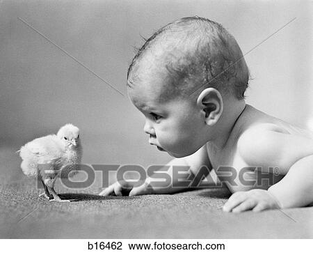 1930S Human Baby Face To Face With Baby Chick View Large Photo Image Stock Image - 1930S Human Baby Face To Face With Baby Chick. Fotosearch
