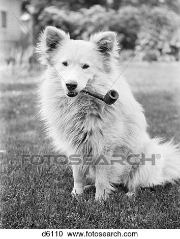1930S Mongrel Dog Sitting Outside With Large Smoking Pipe In It'S Mouth Looking At Camera View Large Photo Image Stock Image - 1930S Mongrel Dog Sitting Outside With Large Smoking Pipe In It'S Mouth Looking At Camera. Fotosearch