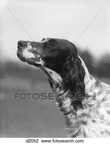 1930S Profile Portrait English Setter Dog Outdoors Smelling Sniffing Testing Air View Large Photo Image Stock Image - 1930S Profile Portrait English Setter Dog Outdoors Smelling Sniffing Testing Air. Fotosearch