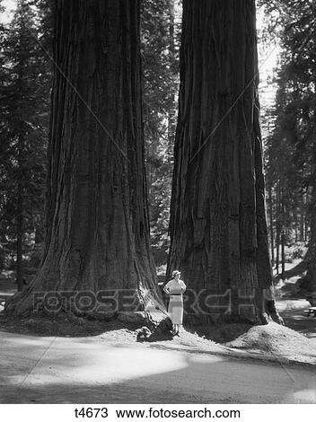 1930S Woman Standing At Base Of Two Giant Sequoia Trees In Mariposa Grove Yosemite National Park California Usa View Large Photo Image Stock Image - 1930S Woman Standing At Base Of Two Giant Sequoia Trees In Mariposa Grove Yosemite National Park California Usa. Fotosearch