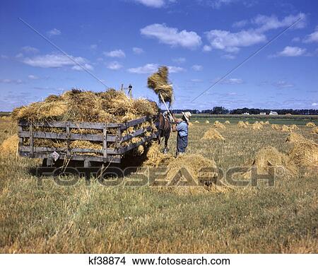 1940s FARMER PITCHING SHOCKED OATS INTO HORSE DRAWN WAGON GAYLORD MINNESOTA USA View Large Photo Image Picture - 1940s FARMER PITCHING SHOCKED OATS INTO HORSE DRAWN WAGON GAYLORD MINNESOTA USA. Fotosearch