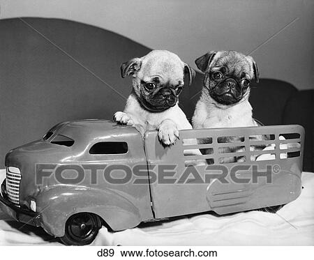 Stock Photo - 1940s TWO FUNNY PUG DOG PUPPIES SITTING IN BACK OF TOY TRUCK. Fotosearch
