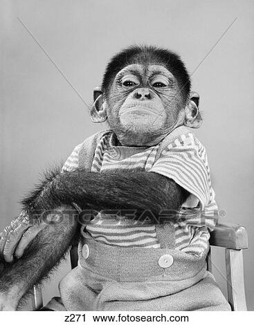 1950s 1960s CHIMPANZEE WEARING HUMAN CLOTHES SMUG FACIAL EXPRESSION LOOKING AT CAMERA View Large Photo Image Stock Image - 1950s 1960s CHIMPANZEE WEARING HUMAN CLOTHES SMUG FACIAL EXPRESSION LOOKING AT CAMERA. Fotosearch