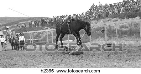 1950S Cowboy On Ground Under Horse Having Been Thrown Fallen Jumping Bronco Bucking All 4 Feet Off Ground View Large Photo Image Stock Photography - 1950S Cowboy On Ground Under Horse Having Been Thrown Fallen Jumping Bronco Bucking All 4 Feet Off Ground. Fotosearch