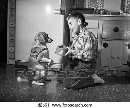 1950S Dog Sitting Up Begging In Front Of Boy Kneeling On Kitchen Floor Hold Food Bowl View Large Photo Image Stock Image - 1950S Dog Sitting Up Begging In Front Of Boy Kneeling On Kitchen Floor Hold Food Bowl. Fotosearch