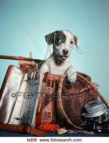 Stock Photo - 1950s FOX TERRIER PUPPY PEEKING OUT OF TANGLED MESS OF FISHING GEAR. Fotosearch