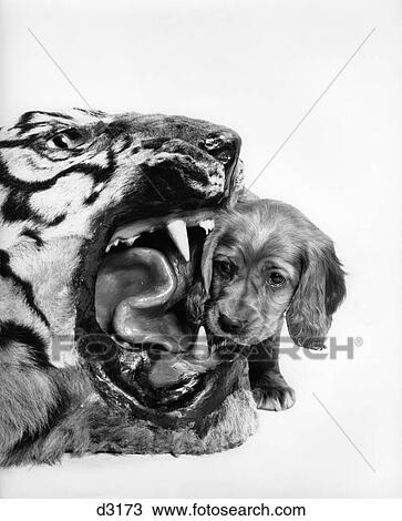 1950s HUMOROUS IMAGE OF COCKER SPANIEL PUPPY LOOKING INTO THE MOUTH OF A STUFFED TIGER HEAD RUG View Large Photo Image Stock Image - 1950s HUMOROUS IMAGE OF COCKER SPANIEL PUPPY LOOKING INTO THE MOUTH OF A STUFFED TIGER HEAD RUG. Fotosearch