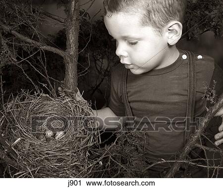 1950s LITTLE BOY FINDING ROBIN BIRD EGGS View Large Photo Image Stock Image - 1950s LITTLE BOY FINDING ROBIN BIRD EGGS. Fotosearch