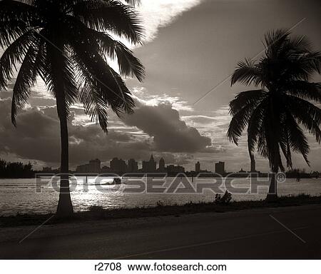 1950S SUNSET SILHOUETTED PALM TREES MIAMI SKYLINE BISCAYNE BAY FLORIDA USA View Large Photo Image Stock Photo - 1950S SUNSET SILHOUETTED PALM TREES MIAMI SKYLINE BISCAYNE BAY FLORIDA USA. Fotosearch