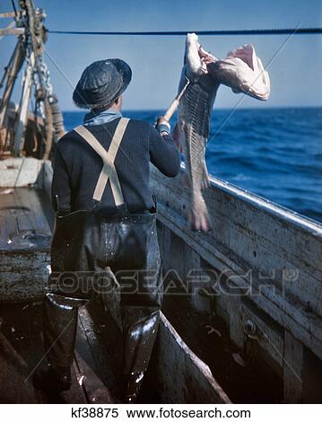 Stock Photography - 1950s WORKER ABOARD COMMERCIAL DEEP SEA FISHING BOAT SPEARING LIFTING FISH ATLANTIC OCEAN OFF COAST GLOUCESTER MA USA. Fotosearch