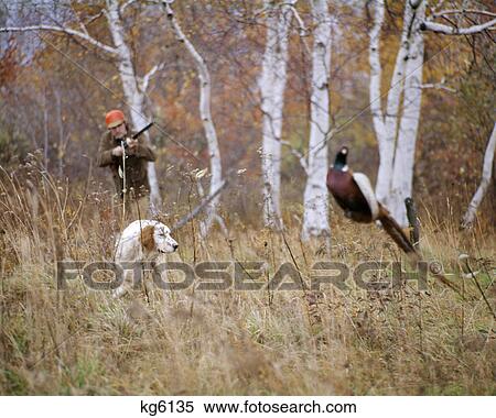 Stock Photography - 1960s 1970s MAN HUNTER AIMING SHOTGUN AT PHEASANT FLUSHED OUT OF BRUSH BY ENGLISH SETTER BIRD DOG IN AUTUMN LANDSCAPE. Fotosearch