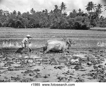 1960S Agriculture Farming Native Man In Straw Hat Plowing Rice Paddy With Water Buffalo In Bali Indonesia View Large Photo Image Stock Photography - 1960S Agriculture Farming Native Man In Straw Hat Plowing Rice Paddy With Water Buffalo In Bali Indonesia. Fotosearch